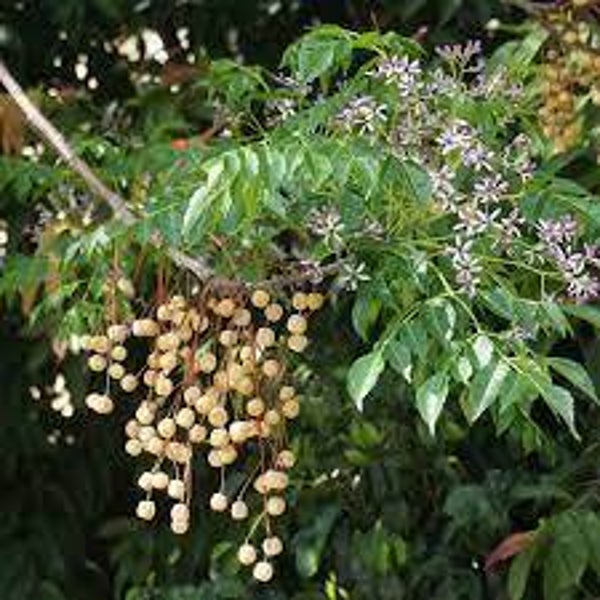 NEEM, Margouisier, Azedaraque, Melia,  FEUILLES