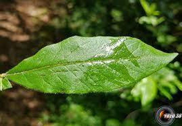NEFLIER, Nespereira, Mespilus Germanica, FEUILLES