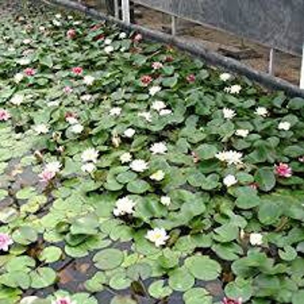 Nénuphar blanc, Golfao branco, Nymphaea alba, RACINES
