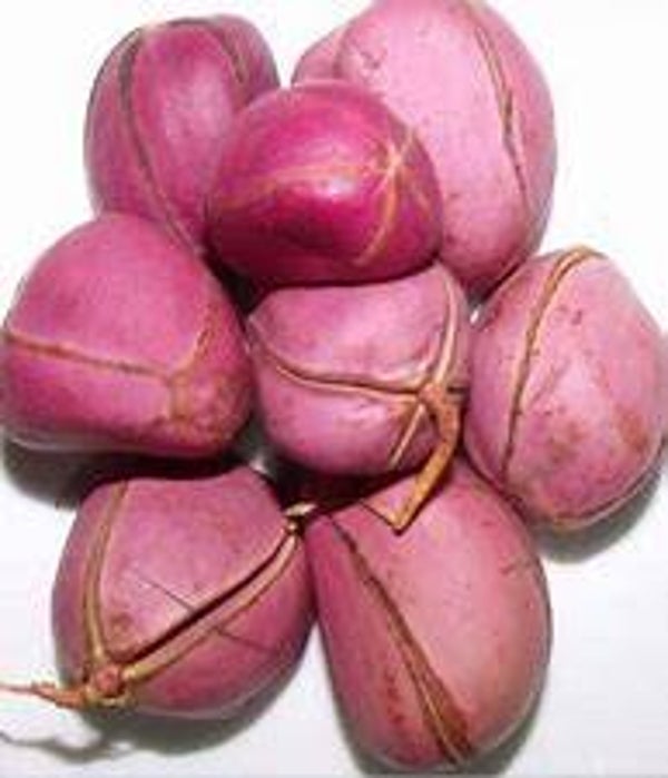 NOIX DE COLA, NOIX DE KOLA, cola, Kola,  NOZ COLA, FRUITS