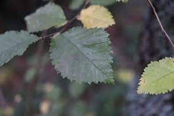 Orme, Orme champêtre, ulmus campestris, ormeau, ulmeiro, Feuilles