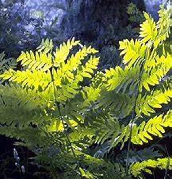 OSMONDE ROYALE, Fougère Royale, Feto real, osmunda regalis, PARTIES AERIENNES