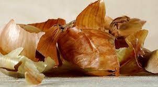 OIGNON, PEAU D'OIGON, CEBOLA, ALIUM CEPA, PEAU