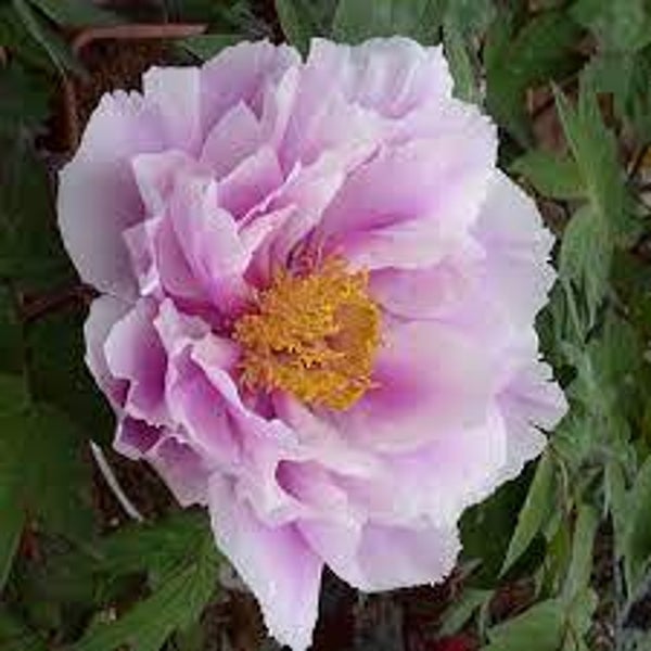 Pivoine arbusive, Peonia, Paeonia suffructicosa, fleurs,