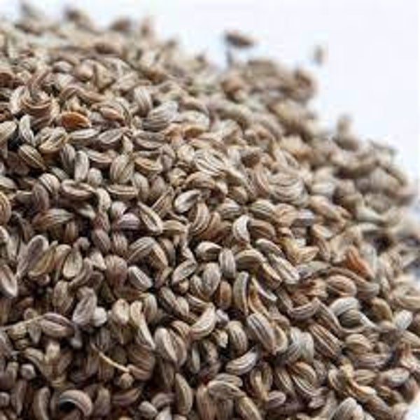 PERSIL, SALSA, PETROSELINUM SATIVUM, GRAINES