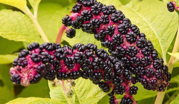 Phytolaque, phytolacca, fitolaca, phytolacca americana, RACINES
