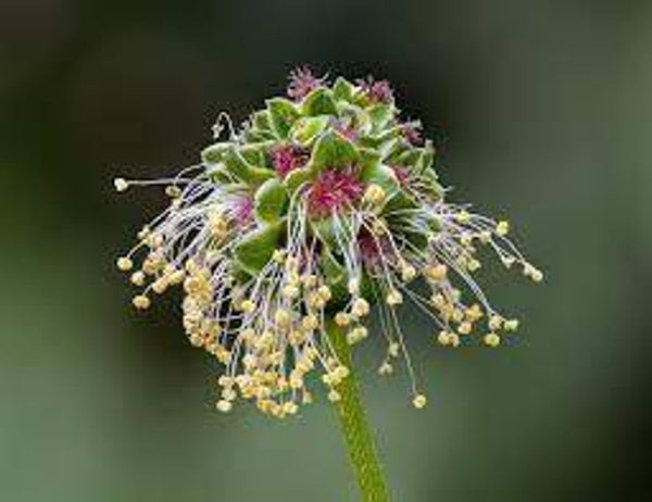 PIMPRENELLE, pimpinela, Sanguisorba minor
