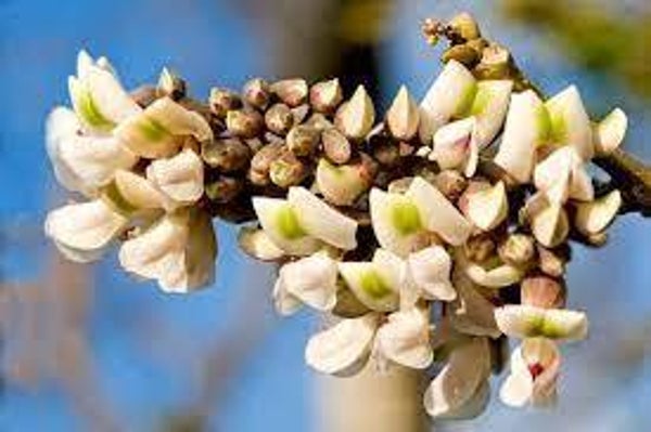 PISCIDIA, Ecorce (Piscidia Erythrina) - Apophycaire