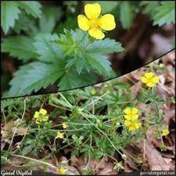 Tormentille, Potentille dressée, Potentilla erecta, sete em rama, Racines
