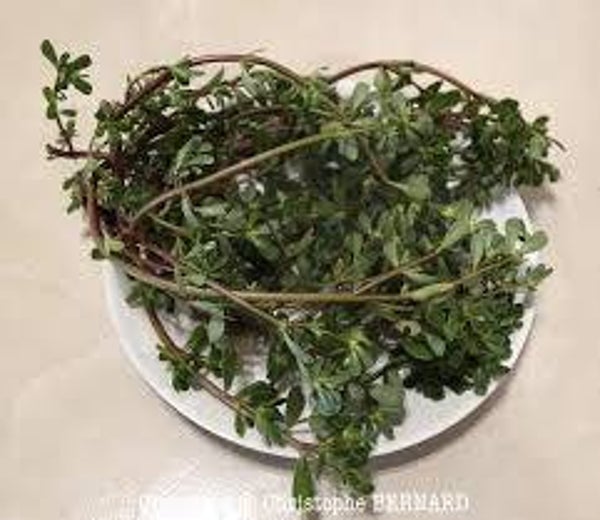 POURPIER, PORTULALCA OLERACEA, BELDROEGAS
