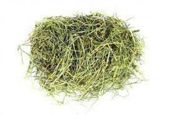 PRELE, Cavalinha, Equisetum arvense
