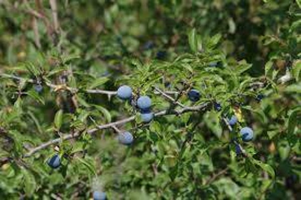 Prunellier, épine noire, abrunheiro