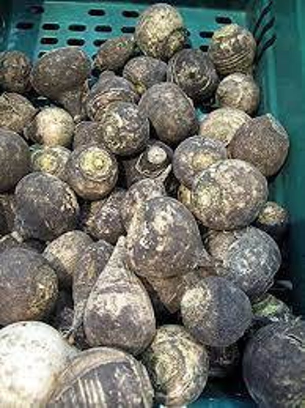 RADIS NOIR, Rabano negro, raphanus sativus niger, Tubercules