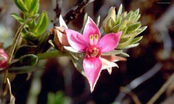 Rauwolphia, rauwolfia, rauwolphia vomitoria, RACINES