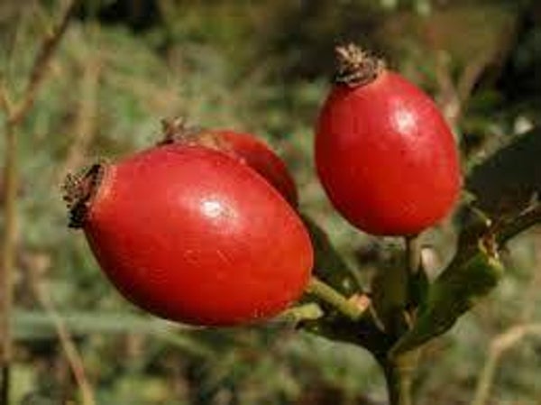 ROSIER, ROSE, ROSE DE DAMAS, ROSA CANINA, fruits