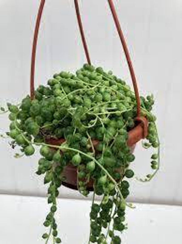 Séneçon, SENECON, Tasneirinha, Senecio vulgaris