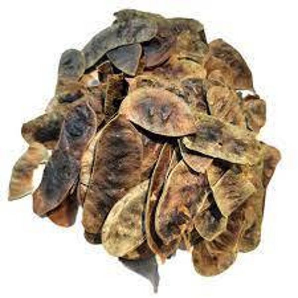SÉNÉ,senna alexandrina, SENE, folicules
