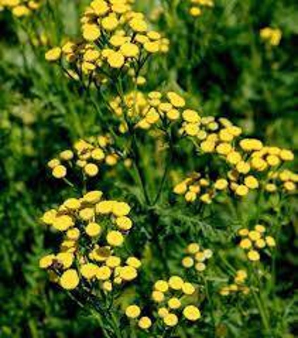 TANAISIE, tanacetum vulgare, atanasia, tanaceto vulgaris, parties aériennes