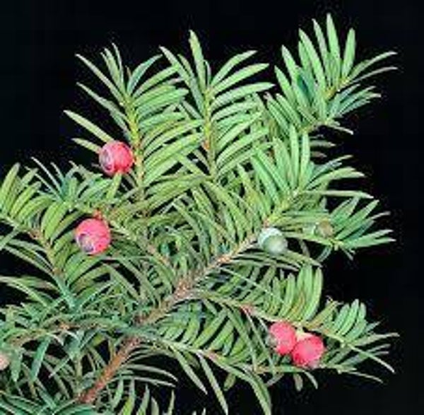 TAXUS BACCATA, IF Commun, parties aériennes