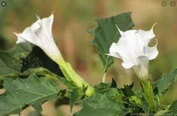 Stramoine, estramonio, datura stramonium, FEUILLES