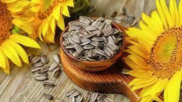 Tournesol, girassol, helianthus annuus, GRAINES