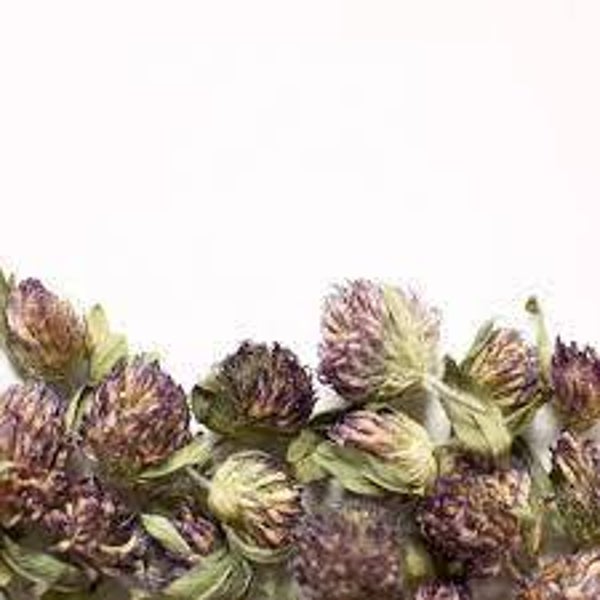 Trèfle rouge, fleurs