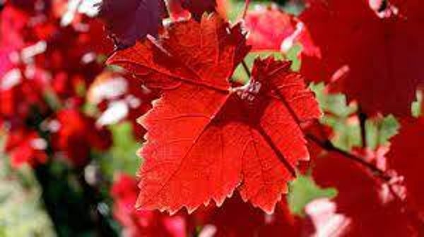 VIGNE ROUGE, grainha uva, vitis vinifera, GRAINES