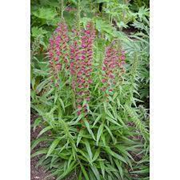 Vipérine, soagem, enchium plantagineum, parties aériennes