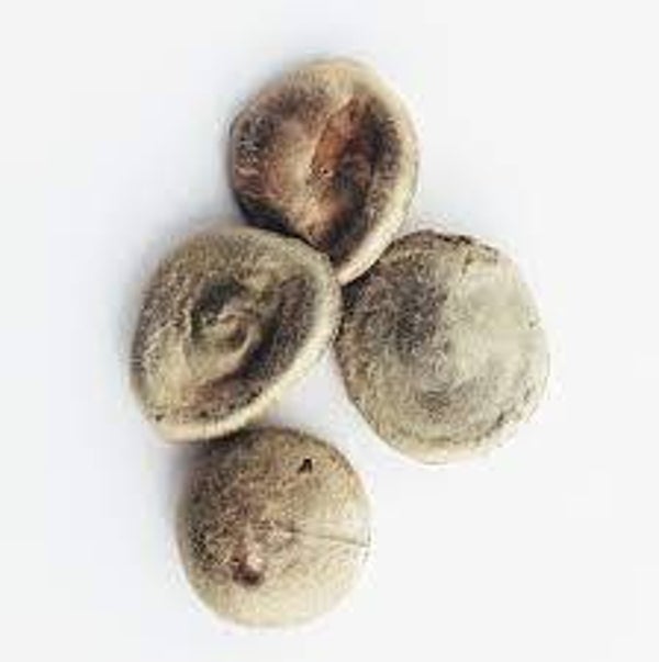 VOMIQUIER, NOZ VOMICA, STRYCHNOS NUX-VOMICA, GRAINES