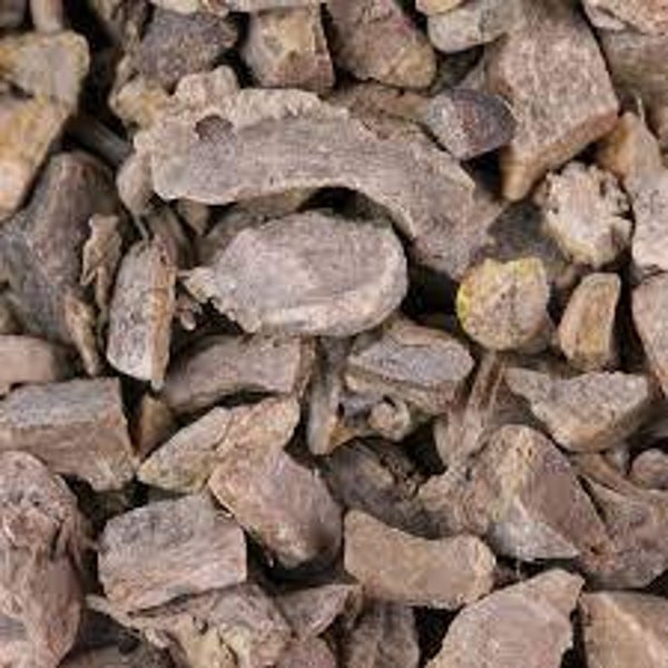 ZEODAIRE, CURCUMA ZEDOARIA, Plante de l'estomac, Zedoaria, RACINE