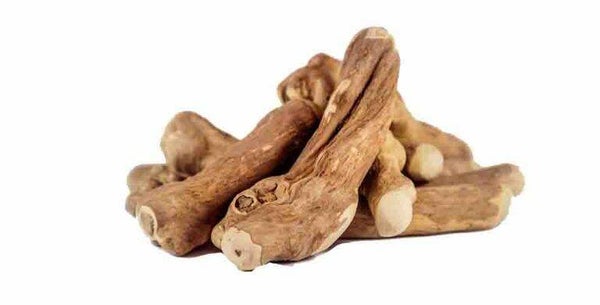 Koffieboom Kauwwortel maat M per stuk