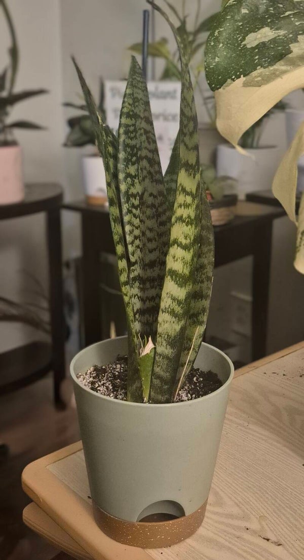 Snake Plants