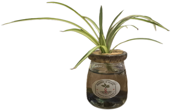 Tiny spider plants