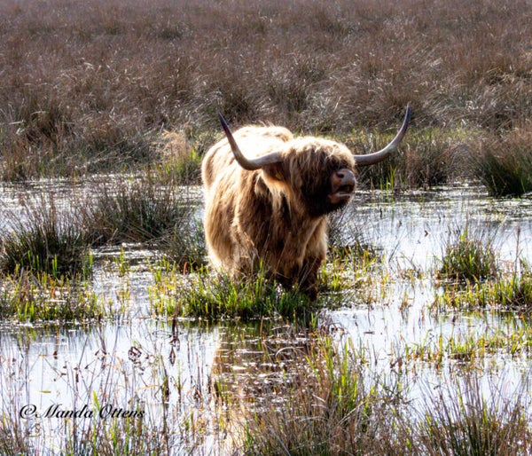 tuinposter schotse hooglander