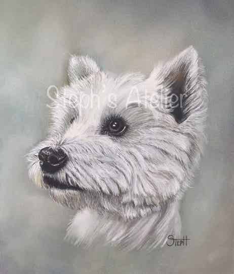 Westie  /  Portret Westie