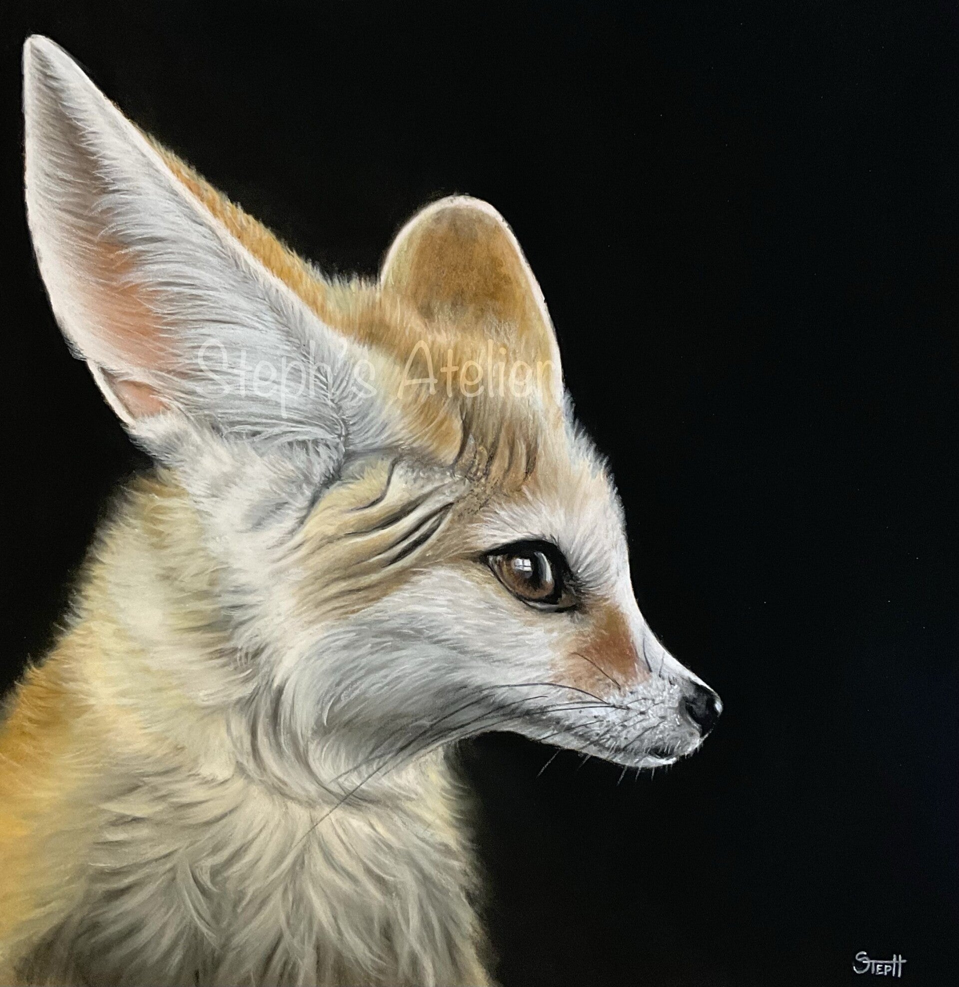 Fennec  /  Woestijnvosje