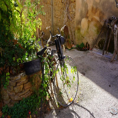 arboras0185-standard.jpg