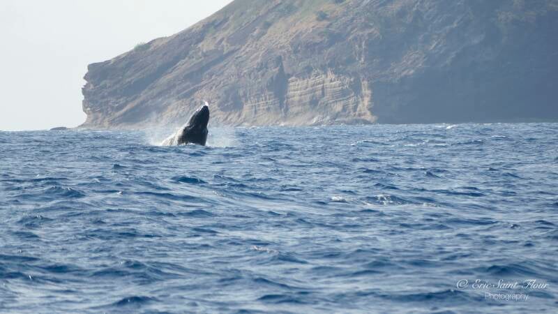 Coin de Mire - The Whale