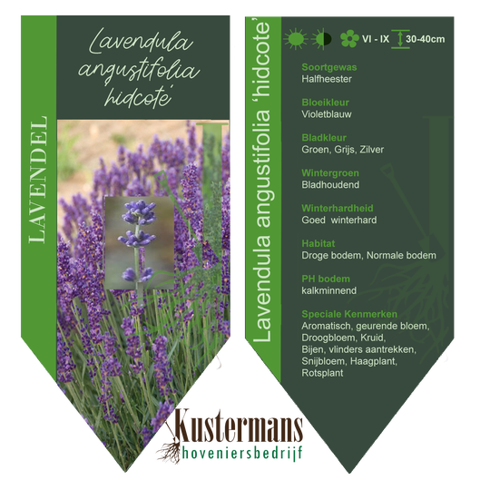 BG-VP00-L-001 Lavandula angustifolia 'Hidcote'/ lavendel