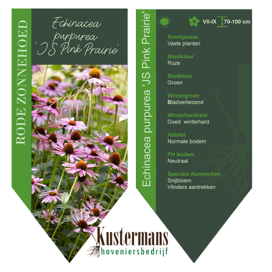 BG-VBEO-0-001  Echinacea purpurea "JS Pink Prairie" / zonnehoed