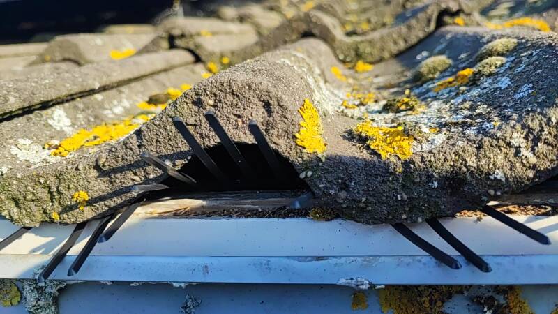 vogels tussen de dakpannen