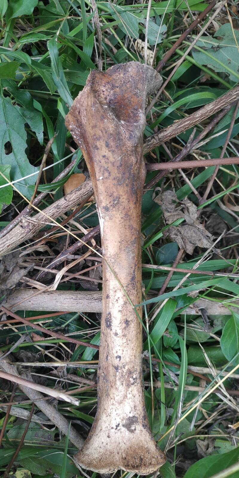 Fossile di grande animale, bosco, Tuscia