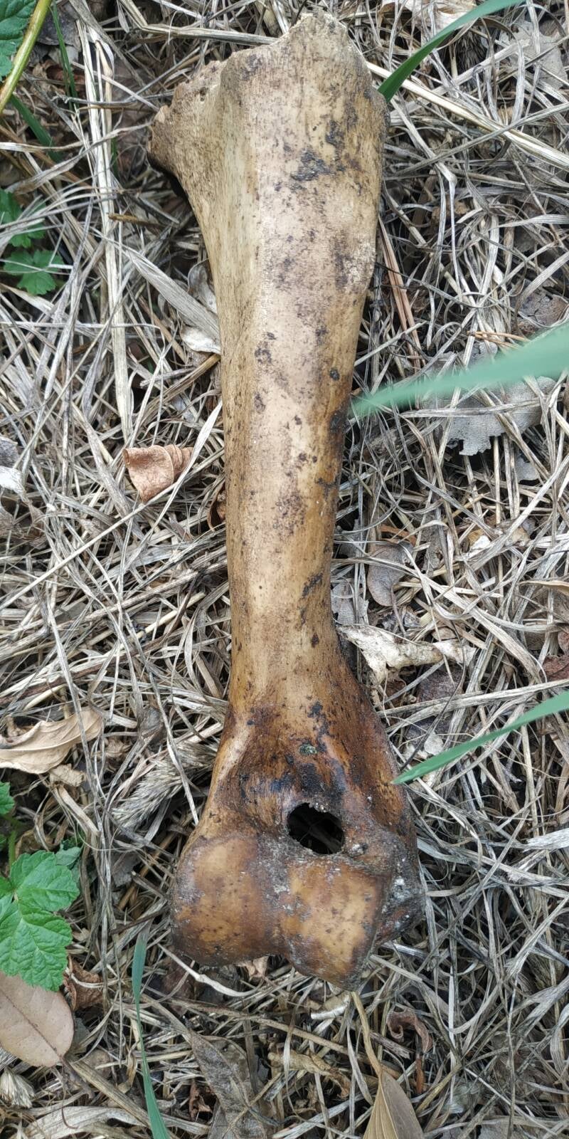 Osso di grande animale, caccia, bosco, Tuscia