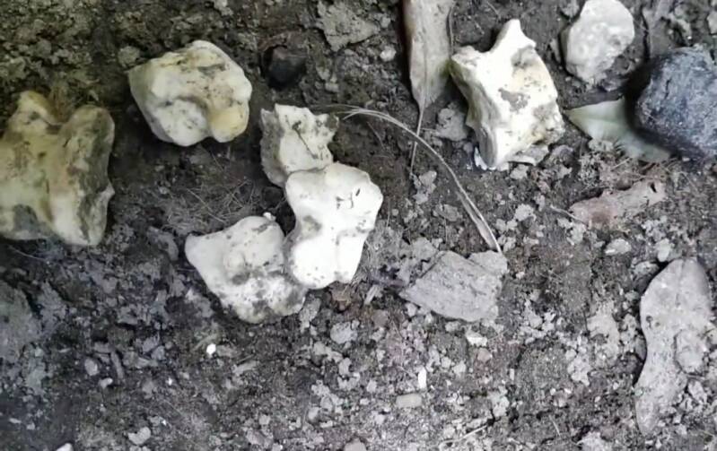 Ossa di astragalo di animali sparse sul terreno 