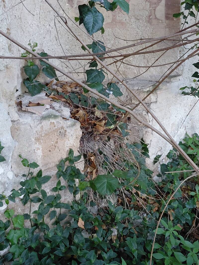 Rudere affrescato con Nicchia inferiore diruta presso Castel di Piero Viterbo