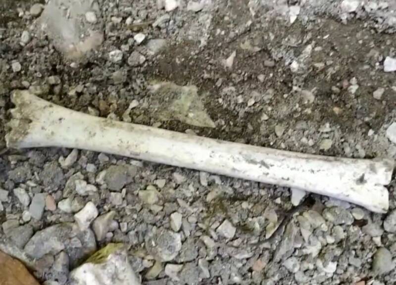 Nuovo osso lungo di animale rinvenuto nel bosco della Tuscia