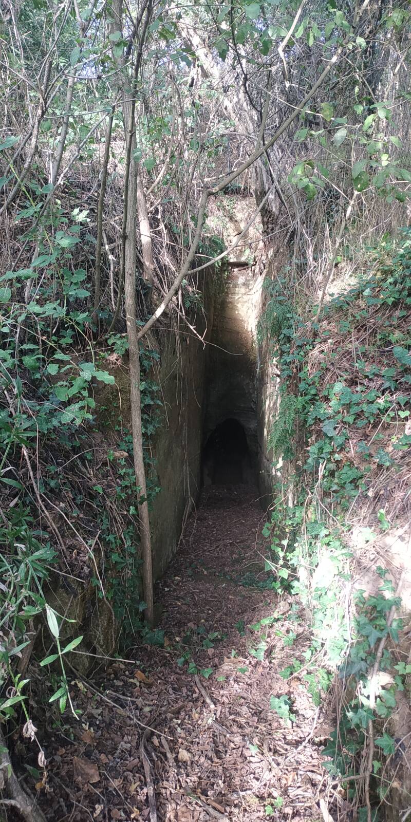 TOMBA ETRUSCA A CAMERA CON DROMOS TUSCIA. "IL CIGLIO DI SCAVO-Dallo Strato Zero in Poi" SITO WEB A CURA DI ILARIA PETTINELLI