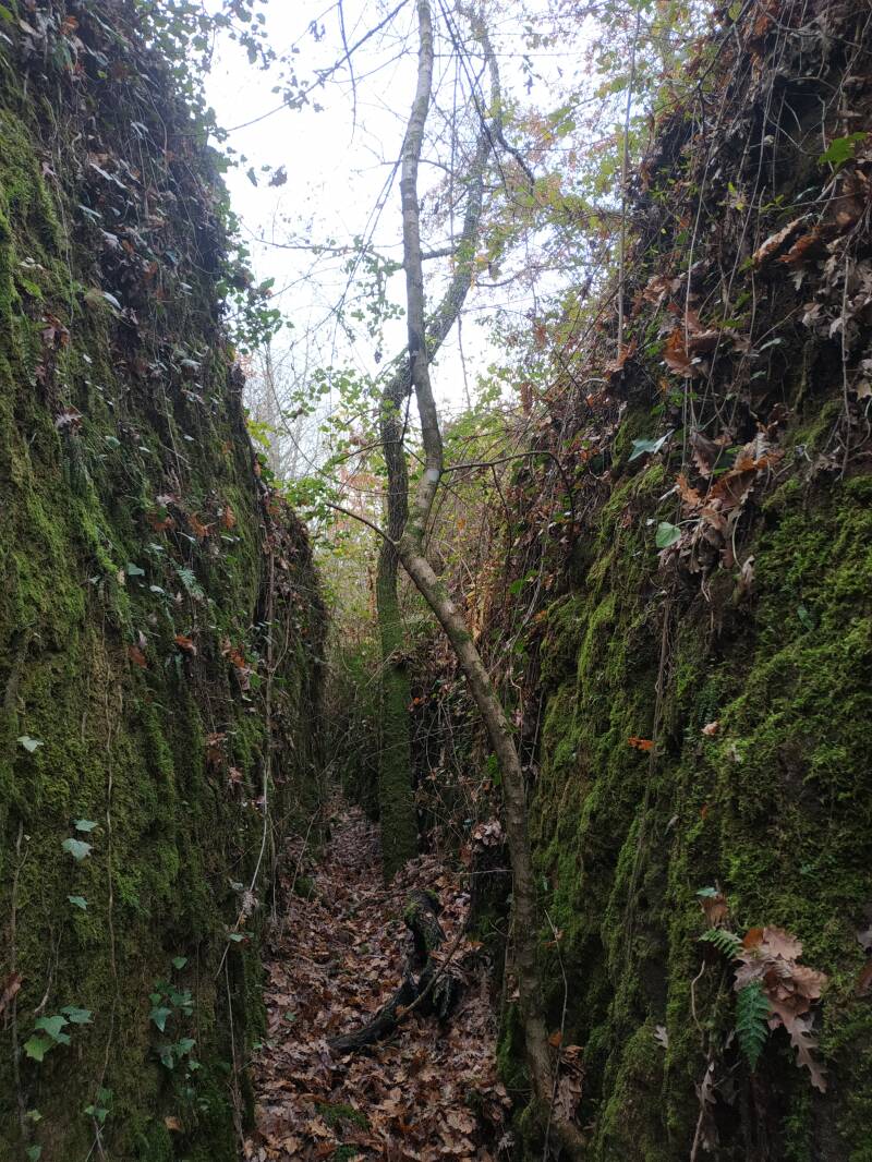 TAGLIATA ETRUSCA TRA I ROVI. SITO WEB "IL CIGLIO DI SCAVO-Dallo Strato Zero in Poi" A CURA DI ILARIA PETTINELLI