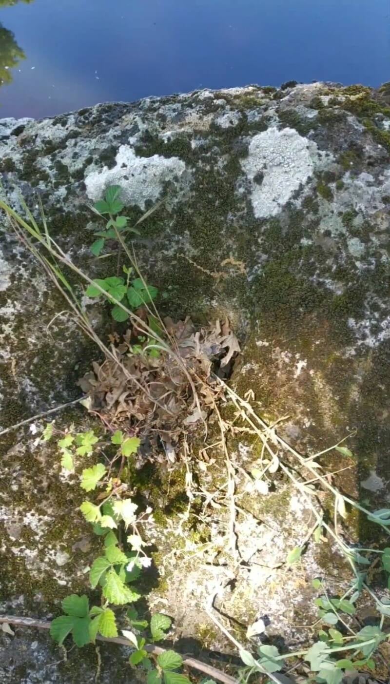 VASCA RUPESTRE. IL CIGLIO DI SCAVO-Dallo Strato Zero in Poi" SITO WEB A CURA DI ILARIA PETTINELLI