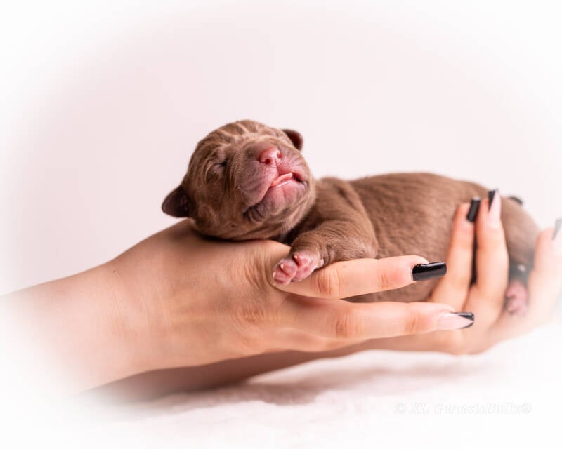 XL GenesisBullz Puppy American Bully XL Puppy Europe